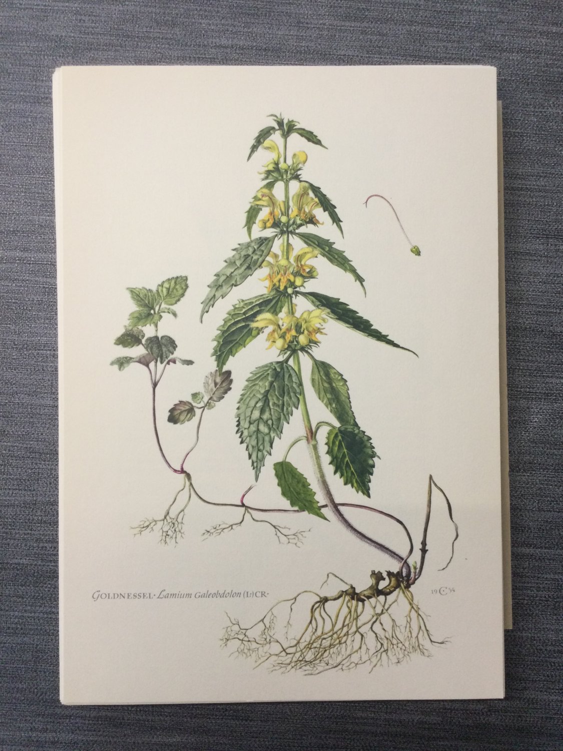 洋書 SAMMLUNG NATURKUNDLICHER TAFELN Sammlung naturkundlicher Tafeln Sträucher und Bäume